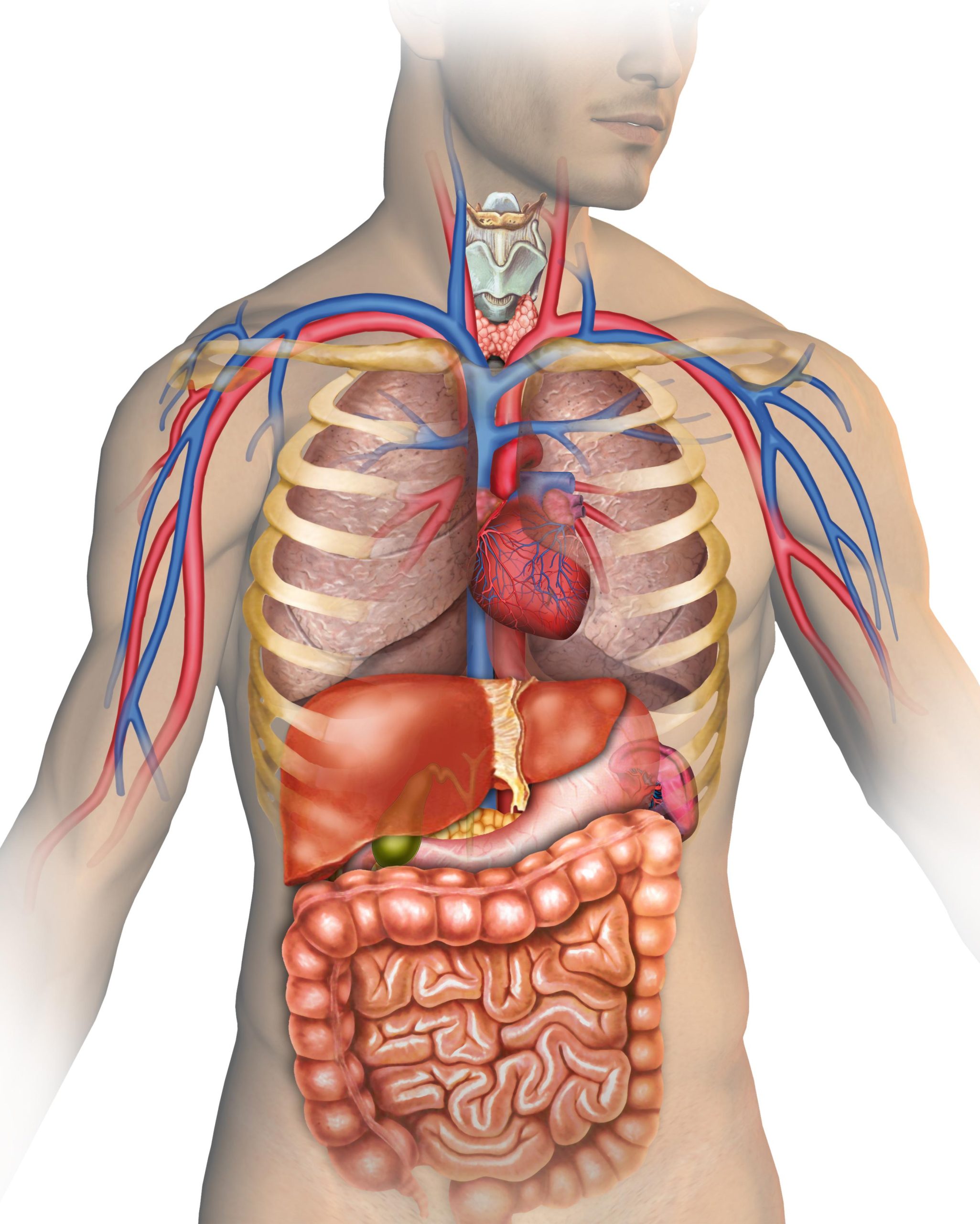 DEMONSTRATE KNOWLEDGE AND UNDERSTANDING OF HUMAN ANATOMY, PHYSIOLOGY AND PATHOLOGY